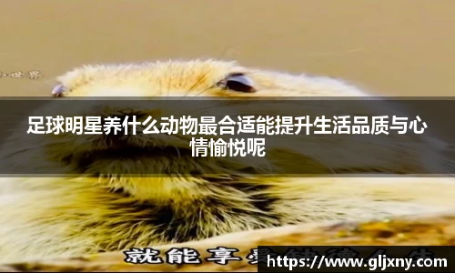 足球明星养什么动物最合适能提升生活品质与心情愉悦呢